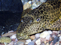Pterygoplichthys gibbiceps, Leopard pleco: aquarium