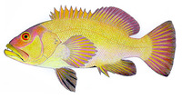Epinephelides armatus, :