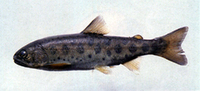 Oncorhynchus masou formosanus, :