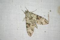 Manduca florestan