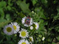 Zygaena carniolica