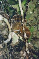 Image of: Avahi laniger (avahi)