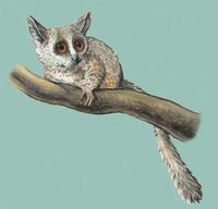 Image of: Galago moholi (South African galago)