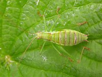 Leptophyes albovittata