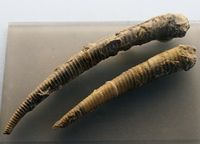 Cyrtoceras nitidum