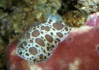 Chromodoris