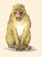 Image of: Macaca sylvanus (Barbary macaque)