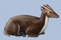 Image of: Muntiacus feae (Fea's muntjac)