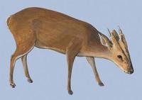 Image of: Muntiacus reevesi (Reeves's muntjac)