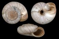 Pyrenaearia oberthueri