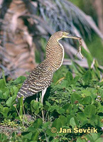 Tigrisoma mexicanum - Bare-throated Tiger-Heron