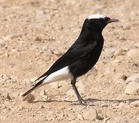 Oenanthe leucopyga - White-tailed Wheatear