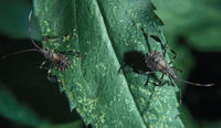Image of: Coreidae (leaf-footed bugs)