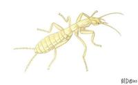 Image of: Galloisiana nipponensis