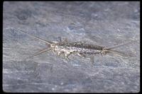 Image of: Lepisma saccharina (bristletail)
