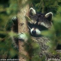 Procyon lotor - Northern Raccoon