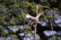 Image of: Elanus caeruleus (black-winged kite)