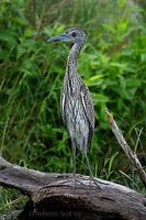 Image of: Nycticorax nycticorax (black-crowned night heron)