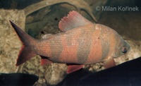 Distichodus sexfasciatus - Banded Distichodus