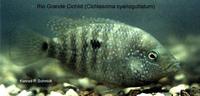 Image of: Cichlasoma cyanoguttatum (rio grande cichlid)