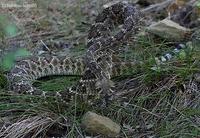 Image of: Crotalus atrox (western diamondback rattlesnake)