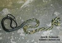 Image of: Spilotes pullatus (tropical rat snake)