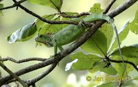 Iguana iguana - Common Green Iguana