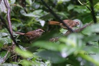 Rusty-capped Fulvetta - Alcippe dubia