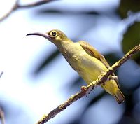 Spectacled Spiderhunter - Arachnothera flavigaster