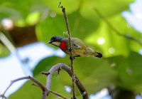 Flame-breasted Flowerpecker - Dicaeum erythrothorax