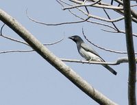 Moluccan Cuckooshrike - Coracina atriceps