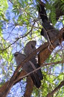 Apostlebird