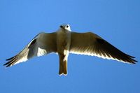 Black shouldered Kite