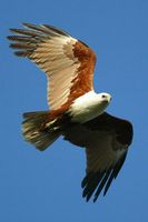 Brahminy Kite