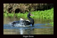 Magpie Goose