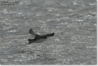 Common Diving-Petrel - Pelecanoides urinatrix