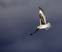 Willet (Catoptrophorus semipalmatus) photo