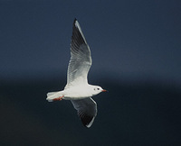 Black-headed Gull (Larus ridibundus) photo