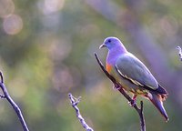 Pink-necked Pigeon - Treron vernans