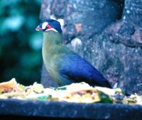 Hartlaub's Turaco - Tauraco hartlaubi