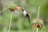 Oasis Hummingbird - Rhodopis vesper