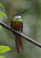 Rufous-tailed Jacamar - Galbula ruficauda