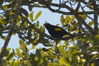 Black-and-Gold Cotinga - Tijuca atra