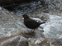 Brown Dipper - Cinclus pallasii