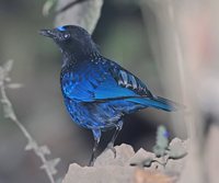 Malabar Whistling-Thrush - Myophonus horsfieldii