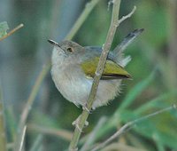 Green-backed Camaroptera - Camaroptera brachyura