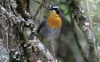 Cape Robin-Chat - Cossypha caffra