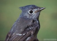 African Crested-Flycatcher - Trochocercus cyanomelas