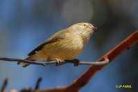 Weebill - Smicrornis brevirostris