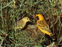 Orange Chat - Epthianura aurifrons